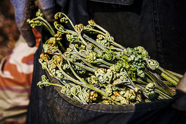 포토 JPG 주간 식재료 사람없음 야외 주머니 경상남도 담기 특산물 고사리 남해군 산나물 국내포토 자연요소 채소 모션 경상도 나물 파일형식