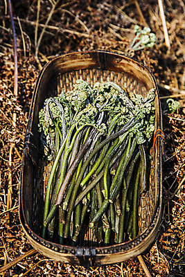 포토 JPG 주간 식재료 사람없음 야외 소쿠리 흙 땅 경상남도 담기 특산물 고사리 남해군 산나물 국내포토 자연요소 채소 모션 바구니 경상도 나물 파일형식