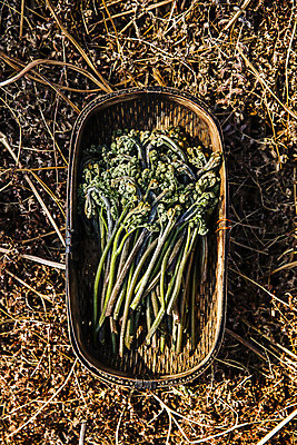 포토 JPG 주간 식재료 사람없음 야외 하이앵글 소쿠리 흙 땅 경상남도 담기 특산물 고사리 남해군 산나물 국내포토 자연요소 뷰포인트 채소 모션 바구니 경상도 나물 파일형식