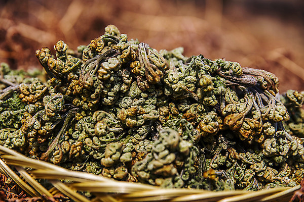 포토 JPG 주간 식재료 근접촬영 사람없음 야외 아웃포커스 쌓기 소쿠리 경상남도 특산물 고사리 남해군 산나물 국내포토 자연요소 뷰포인트 채소 모션 촬영기법 바구니 경상도 나물 파일형식