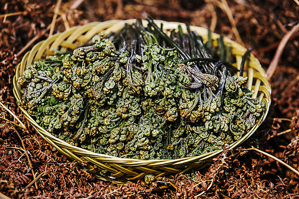 포토 JPG 주간 식재료 사람없음 야외 쌓기 소쿠리 흙 경상남도 담기 특산물 고사리 남해군 산나물 국내포토 자연요소 채소 모션 바구니 경상도 나물 파일형식