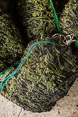 포토 JPG 식재료 실내 사람없음 하이앵글 그물 경상남도 특산물 고사리 남해군 땅바닥 산나물 국내포토 뷰포인트 채소 바닥 내부 경상도 나물 파일형식