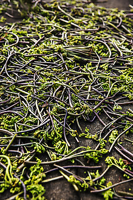 포토 JPG 주간 식재료 바닥 사람없음 야외 경상남도 특산물 고사리 남해군 산나물 국내포토 자연요소 채소 경상도 나물 파일형식