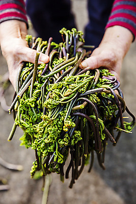 포토 JPG 주간 손 식재료 들기 야외 아웃포커스 신체부위 경상남도 특산물 고사리 남해군 산나물 국내포토 자연요소 채소 모션 촬영기법 사람 경상도 나물 파일형식