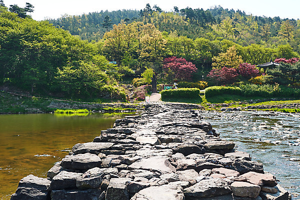 포토 JPG 주간 풍경 사람없음 야외 관광지 강 봄 문화재 숲 돌다리 충청북도 국내여행 돌징검다리 국내포토 자연요소 계절 여행 다리_건축물 충청도 징검다리 파일형식