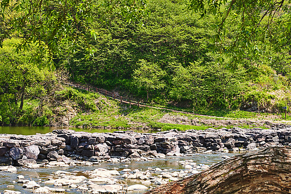포토 JPG 주간 풍경 사람없음 야외 관광지 강 봄 문화재 숲 돌다리 충청북도 국내여행 돌징검다리 국내포토 자연요소 계절 여행 다리_건축물 충청도 징검다리 파일형식