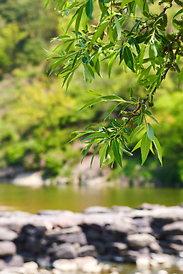 포토 JPG 주간 나뭇잎 풍경 사람없음 야외 아웃포커스 관광지 강 봄 문화재 돌다리 충청북도 국내여행 돌징검다리 국내포토 자연요소 계절 여행 잎 촬영기법 다리_건축물 충청도 징검다리 파일형식