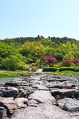 포토 JPG 주간 풍경 사람없음 야외 관광지 강 봄 문화재 숲 돌다리 충청북도 국내여행 돌징검다리 국내포토 자연요소 계절 여행 다리_건축물 충청도 징검다리 파일형식