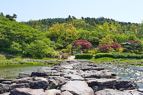 포토 JPG 주간 풍경 사람없음 야외 관광지 강 봄 문화재 숲 돌다리 충청북도 국내여행 돌징검다리 국내포토 자연요소 계절 여행 다리_건축물 충청도 징검다리 파일형식