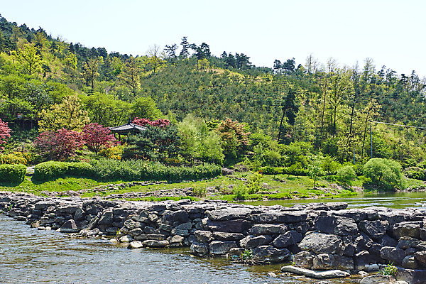 포토 JPG 주간 풍경 사람없음 야외 관광지 강 봄 문화재 숲 돌다리 충청북도 국내여행 돌징검다리 국내포토 자연요소 계절 여행 다리_건축물 충청도 징검다리 파일형식