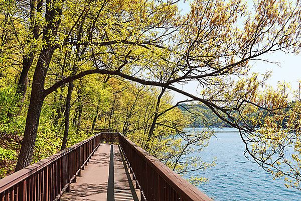 포토 JPG 주간 나무 풍경 사람없음 야외 관광지 봄 산책로 충청북도 국내여행 초평저수지 국내포토 자연요소 식물 계절 길 여행 저수지 충청도 파일형식