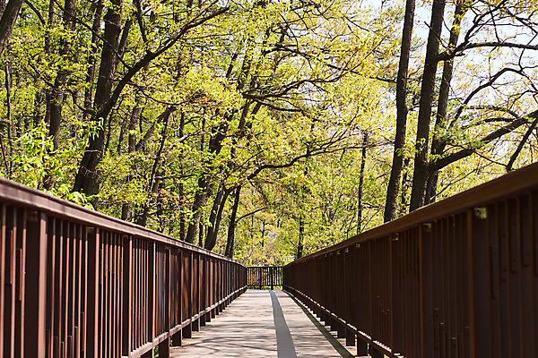 포토 JPG 주간 나무 풍경 사람없음 야외 관광지 봄 산책로 충청북도 국내여행 초평저수지 국내포토 자연요소 식물 계절 길 여행 저수지 충청도 파일형식