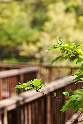 포토 JPG 주간 나뭇잎 풍경 사람없음 야외 아웃포커스 관광지 봄 산책로 충청북도 국내여행 초평저수지 국내포토 자연요소 계절 길 여행 잎 촬영기법 저수지 충청도 파일형식