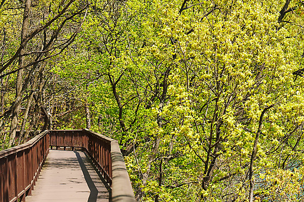 포토 JPG 주간 나무 풍경 사람없음 야외 관광지 봄 산책로 충청북도 국내여행 초평저수지 국내포토 자연요소 식물 계절 길 여행 저수지 충청도 파일형식