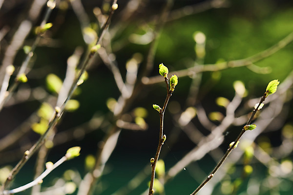 포토 JPG 주간 풍경 사람없음 야외 아웃포커스 봄 나뭇가지 충청북도 국내여행 국내포토 자연요소 나무 계절 여행 촬영기법 충청도 파일형식