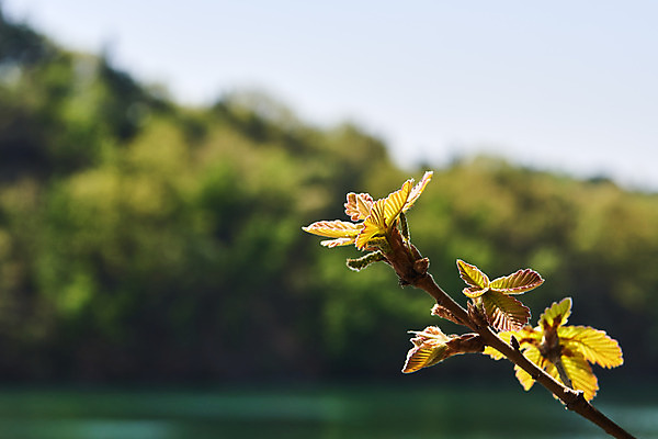 포토 JPG 주간 풍경 사람없음 야외 아웃포커스 봄 나뭇가지 충청북도 국내여행 초평저수지 국내포토 자연요소 나무 계절 여행 촬영기법 저수지 충청도 파일형식