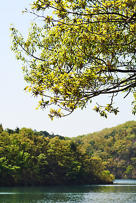 포토 JPG 주간 풍경 사람없음 야외 관광지 봄 나뭇가지 숲 충청북도 국내여행 초평저수지 국내포토 자연요소 나무 계절 여행 저수지 충청도 파일형식
