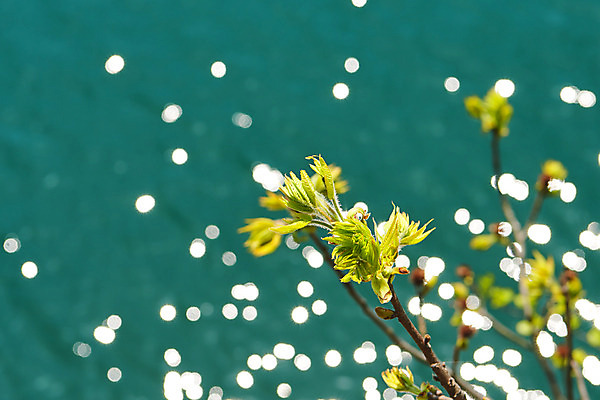 포토 JPG 주간 나뭇잎 풍경 사람없음 야외 아웃포커스 봄 나뭇가지 보케 충청북도 국내여행 국내포토 자연요소 나무 계절 여행 잎 촬영기법 충청도 파일형식