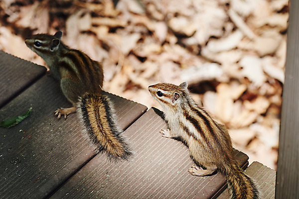 포토 JPG 주간 동물 두마리 풍경 사람없음 야외 아웃포커스 관광지 봄 다람쥐 충청북도 국내여행 국내포토 자연요소 계절 여행 2 촬영기법 설치류 충청도 파일형식