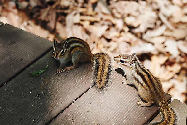 포토 JPG 주간 동물 두마리 풍경 사람없음 야외 아웃포커스 관광지 봄 다람쥐 충청북도 국내여행 국내포토 자연요소 계절 여행 2 촬영기법 설치류 충청도 파일형식