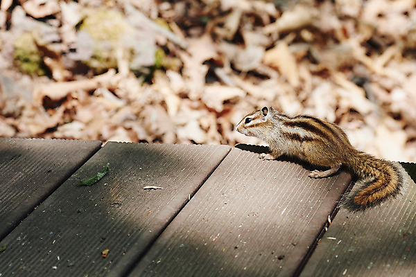 포토 JPG 주간 동물 한마리 풍경 사람없음 야외 아웃포커스 관광지 봄 다람쥐 충청북도 국내여행 국내포토 자연요소 1 계절 여행 촬영기법 설치류 충청도 파일형식