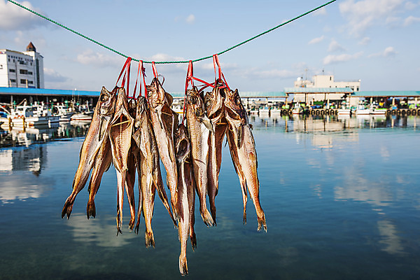 포토 JPG 주간 줄 바다 사람없음 야외 건물 반사 항구 명태 해산물 강원도 건어물 속초 국내포토 자연요소 건축물 교통시설 한국 생태_생선 파일형식