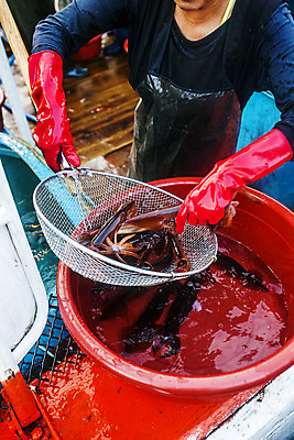 포토 JPG 주간 한명 들기 사람 상반신 야외 앞모습 채망 어부 해산물 오징어 강원도 고무장갑 고무대야 속초 국내포토 자연요소 직업 1 뷰포인트 장갑 모션 주방용품 연체동물 한국 수중동물 대야 고무 파일형식