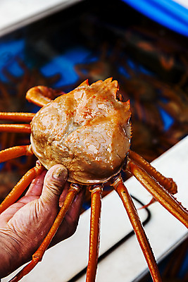 포토 JPG 주간 손 들기 야외 아웃포커스 신체부위 해산물 강원도 속초 홍게 국내포토 자연요소 모션 한국 촬영기법 사람 게 파일형식