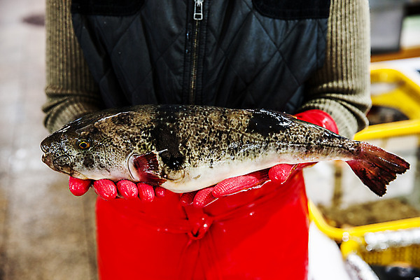 포토 JPG 한마리 실내 어류 한명 들기 사람 상반신 성인 앞모습 아웃포커스 앞치마 복어 해산물 강원도 고무장갑 어시장 주문진 성인한명만 국내포토 1 뷰포인트 장갑 모션 한국 촬영기법 내부 수중동물 시장 해수욕장 고무 강릉 성인만 파일형식