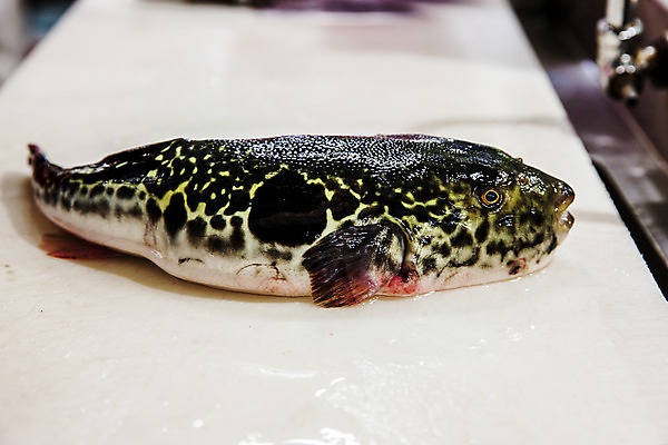 포토 JPG 한마리 도마 실내 어류 사람없음 복어 해산물 강원도 어시장 주문진 국내포토 1 주방용품 한국 내부 수중동물 시장 해수욕장 강릉 파일형식