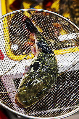 포토 JPG 한마리 실내 어류 들기 사람없음 아웃포커스 채망 복어 해산물 강원도 어시장 주문진 국내포토 1 모션 주방용품 한국 촬영기법 내부 수중동물 시장 해수욕장 강릉 파일형식