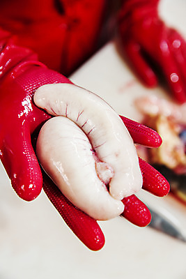 포토 JPG 손 도마 실내 한명 들기 상반신 앞모습 아웃포커스 복어 해산물 강원도 고무장갑 손질 보여주기 생선알 어시장 주문진 국내포토 1 뷰포인트 장갑 모션 주방용품 한국 촬영기법 어류 사람 내부 신체부위 알 시장 해수욕장 고무 강릉 파일형식