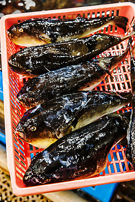 포토 JPG 여러마리 실내 사람없음 바구니 복어 해산물 담기 일렬 강원도 어시장 주문진 국내포토 다수 모션 한국 어류 내부 시장 해수욕장 강릉 파일형식