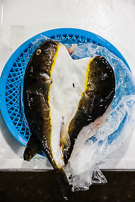 포토 JPG 식재료 비닐봉투 실내 어류 사람없음 하이앵글 바구니 복어 해산물 담기 강원도 손질 어시장 주문진 국내포토 뷰포인트 모션 봉투 한국 내부 수중동물 시장 해수욕장 강릉 파일형식