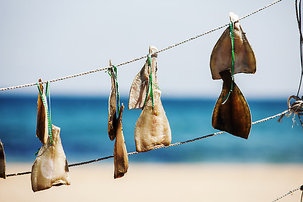 포토 JPG 주간 줄 식재료 건조 매달리기 사람없음 야외 아웃포커스 해산물 일렬 강원도 건어물 가자미 동해시 국내포토 자연요소 모션 한국 촬영기법 어류 파일형식