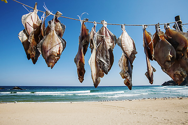 포토 JPG 주간 줄 식재료 하늘 건조 매달리기 해변 사람없음 야외 해산물 일렬 강원도 동해 건어물 가자미 동해시 국내포토 자연요소 바다 모션 한국 어류 파일형식