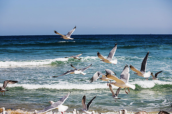 포토 JPG 주간 파도 바다 여러마리 갈매기 풍경 사람없음 야외 비행 강원도 동해 국내여행 동해시 국내포토 자연요소 여행 다수 조류 한국 파일형식