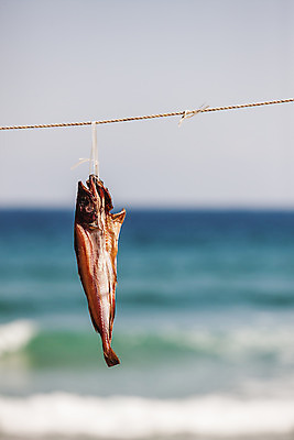 포토 JPG 주간 한마리 줄 바다 식재료 건조 매달리기 사람없음 야외 아웃포커스 해산물 강원도 동해 건어물 가자미 건조대 동해시 국내포토 자연요소 1 모션 한국 촬영기법 어류 파일형식