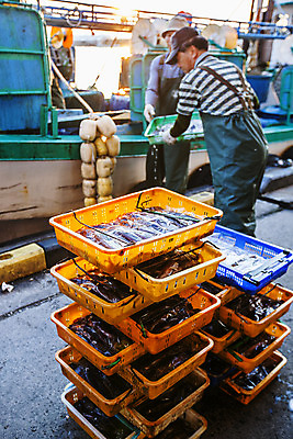 포토 JPG 주간 남자 중년 들기 상반신 야외 두명 앞모습 뒷모습 쌓기 바구니 항구 어부 해산물 오징어 강원도 속초 선박 중년남자만 국내포토 자연요소 직업 뷰포인트 수상교통 교통시설 모션 연체동물 한국 사람 성인 수중동물 남자만 중년만 파일형식