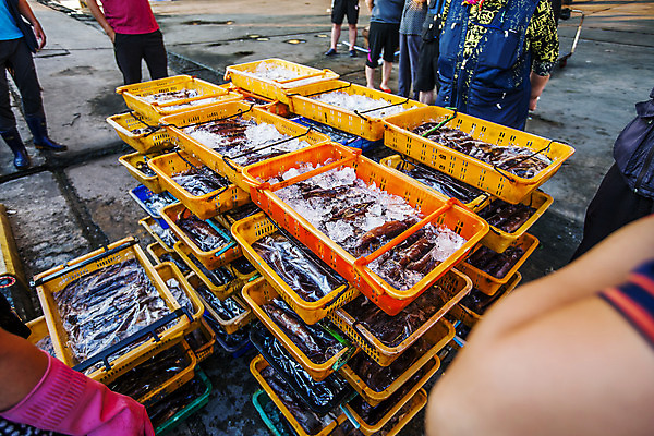 포토 JPG 주간 사람 여러명 상반신 야외 쌓기 바구니 항구 전시 하반신 해산물 오징어 강원도 경매 속초 국내포토 자연요소 다수 교통시설 모션 연체동물 한국 경제 수중동물 파일형식