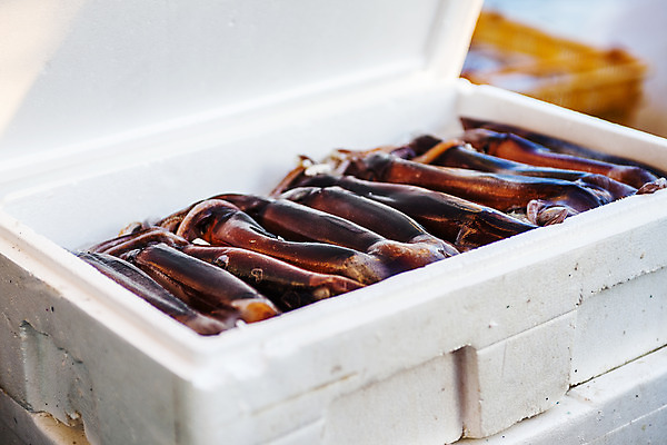 포토 JPG 주간 식재료 사람없음 야외 아웃포커스 해산물 오징어 강원도 속초 스티로폼박스 국내포토 자연요소 연체동물 한국 촬영기법 상자 수중동물 파일형식