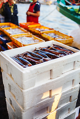 포토 JPG 주간 식재료 사람 상반신 야외 두명 아웃포커스 항구 해산물 오징어 강원도 속초 스티로폼 국내포토 자연요소 교통시설 연체동물 한국 촬영기법 수중동물 파일형식