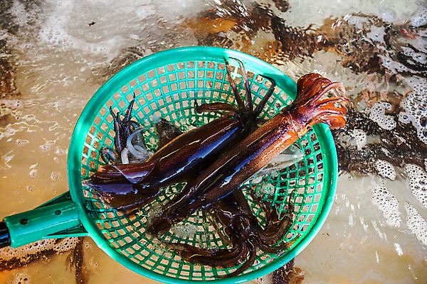 포토 JPG 주간 여러마리 사람없음 야외 물 뜰채 해산물 오징어 강원도 속초 국내포토 자연요소 다수 연체동물 한국 수중동물 낚시용품 파일형식