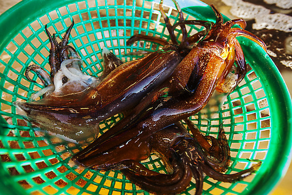 포토 JPG 주간 여러마리 근접촬영 사람없음 야외 뜰채 해산물 오징어 강원도 속초 국내포토 자연요소 뷰포인트 다수 연체동물 한국 수중동물 낚시용품 파일형식