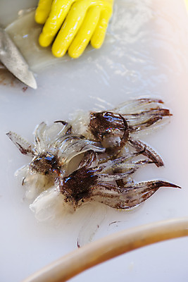 포토 JPG 손 실내 근접촬영 신체부위 재료손질 해산물 오징어 흰배경 강원도 고무장갑 속초 오징어다리 국내포토 뷰포인트 장갑 백그라운드 연체동물 한국 사람 내부 수중동물 흰색 손질 고무 파일형식