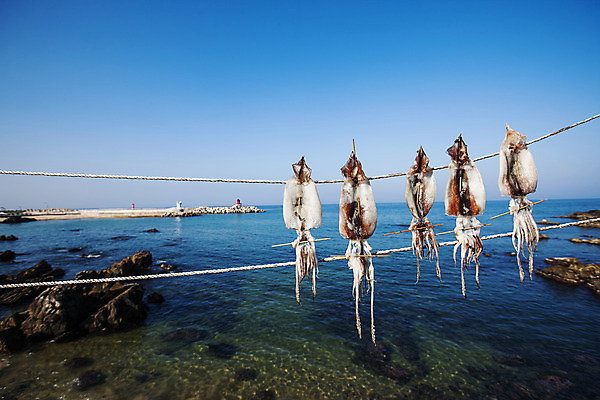 포토 JPG 주간 줄 바다 하늘 건조 풍경 사람없음 야외 해산물 오징어 강원도 동해 건조대 국내여행 속초 국내포토 자연요소 여행 연체동물 한국 수중동물 파일형식