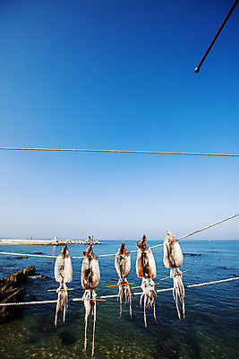 포토 JPG 주간 줄 바다 하늘 건조 풍경 사람없음 야외 해산물 오징어 강원도 동해 건조대 국내여행 속초 국내포토 자연요소 여행 연체동물 한국 수중동물 파일형식