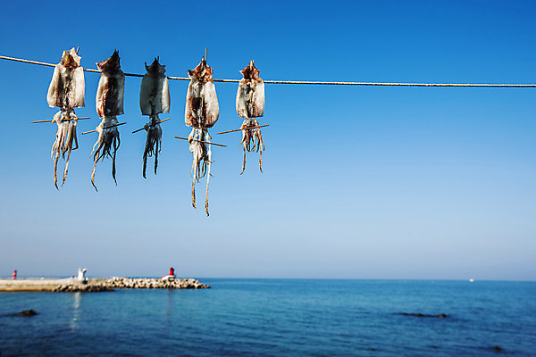 포토 JPG 주간 줄 바다 하늘 건조 풍경 사람없음 야외 해산물 오징어 강원도 동해 건조대 국내여행 속초 국내포토 자연요소 여행 연체동물 한국 수중동물 파일형식