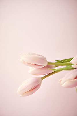 포토 JPG 스튜디오촬영 실내 따뜻함 근접촬영 사람없음 봄 튤립 오브젝트 감성 분홍색배경 국내포토 계절 꽃 뷰포인트 분홍색 백그라운드 컨셉 내부 파일형식