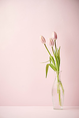 포토 JPG 스튜디오촬영 실내 따뜻함 사람없음 꽃병 봄 튤립 오브젝트 감성 분홍색배경 국내포토 계절 꽃 분홍색 백그라운드 컨셉 내부 파일형식